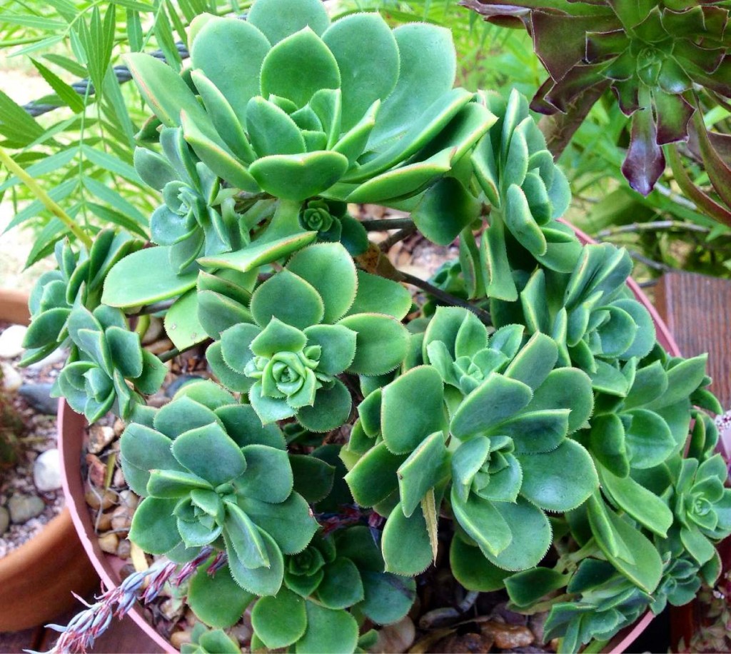 Aeonium Haworthii