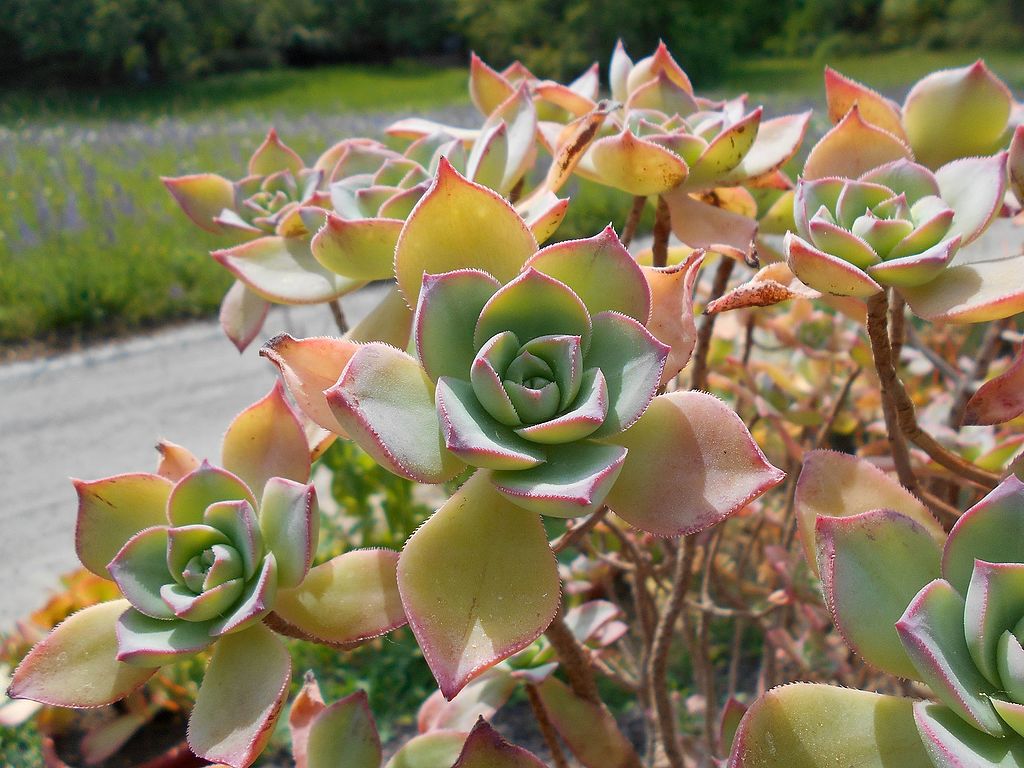 Aeonium-Haworthii