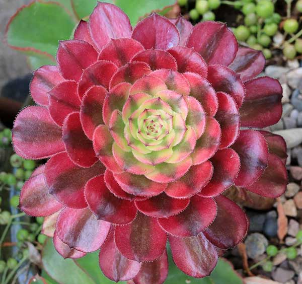 Aeonium