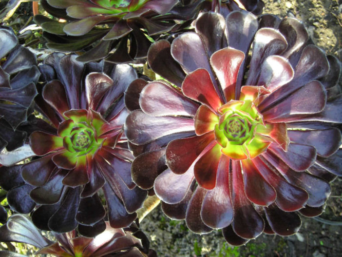 Aeonium Negro (Aeonium Zwartkop - Aeonium arboreum hibrido