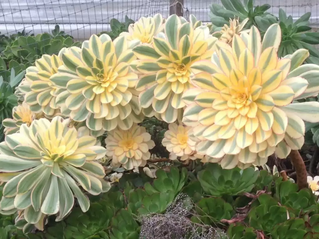 Aeonium-Sunburst3