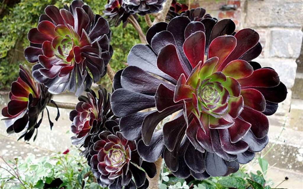 Aeonium Zwartkop 