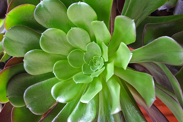 Aeonium-arboreum3