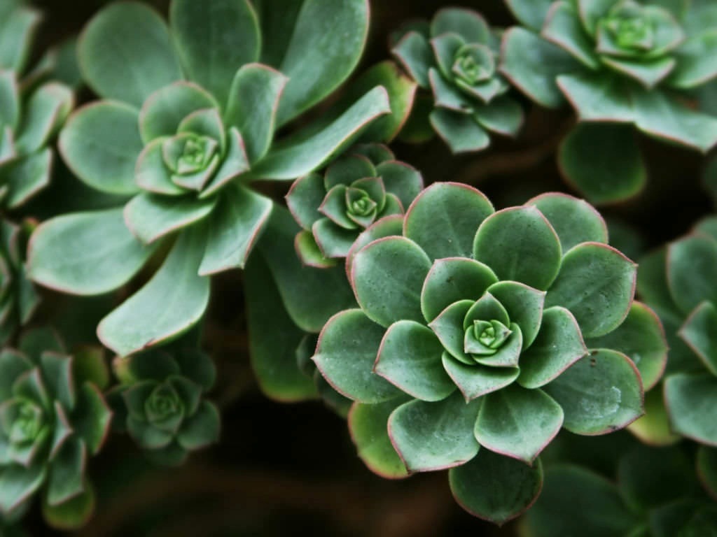 Aeonium haworthii 0