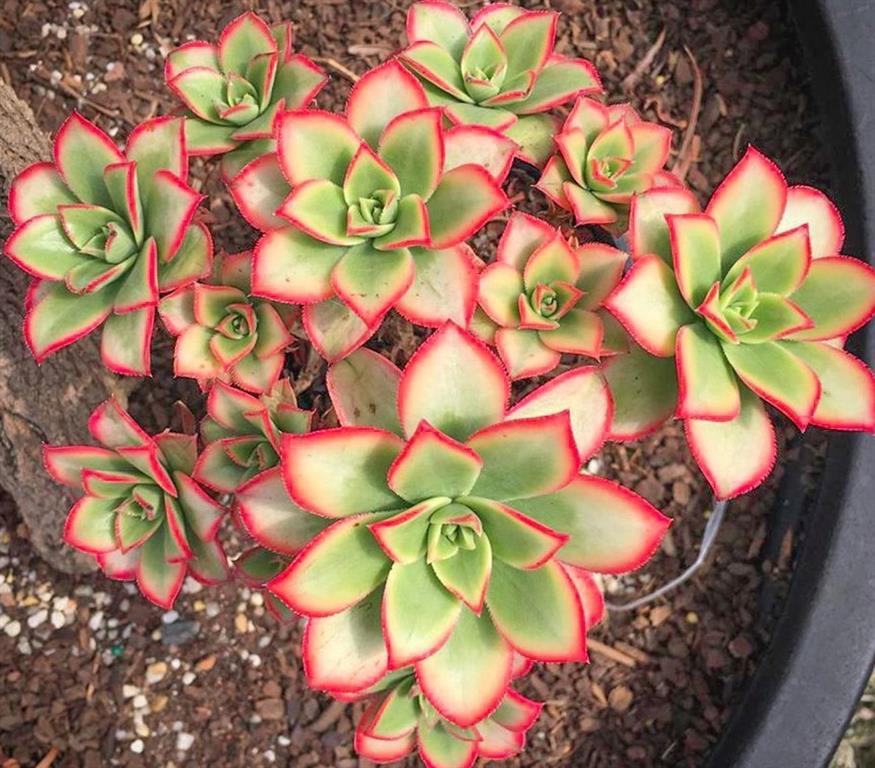 Aeonium haworthii