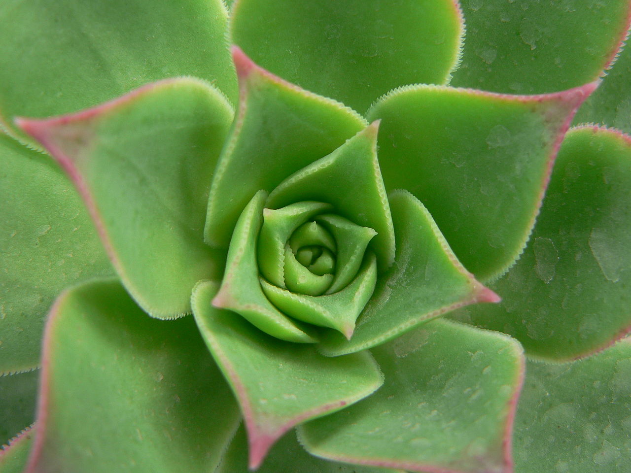 Aeonium simsii