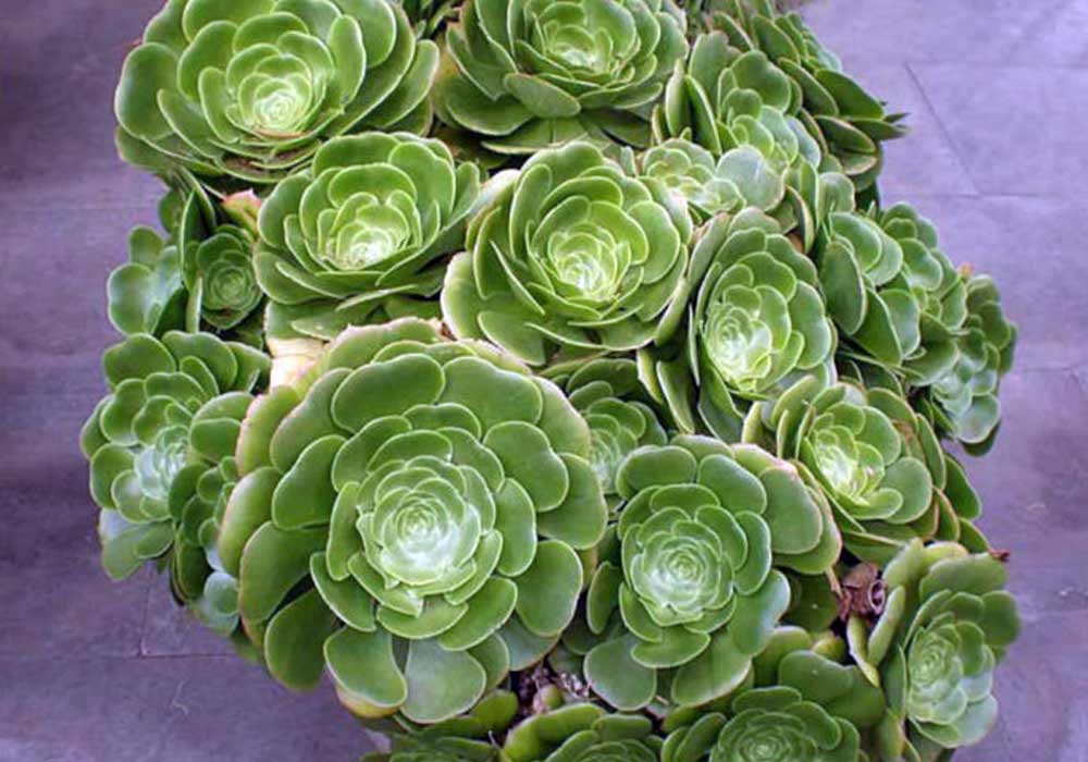 Aeonium ‘Schwartzkopf’