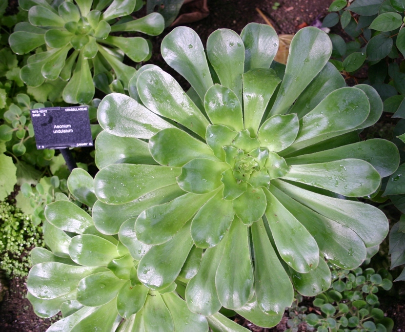 Aeonium_undulatum