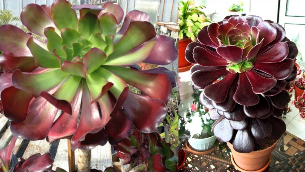 Aeoniums