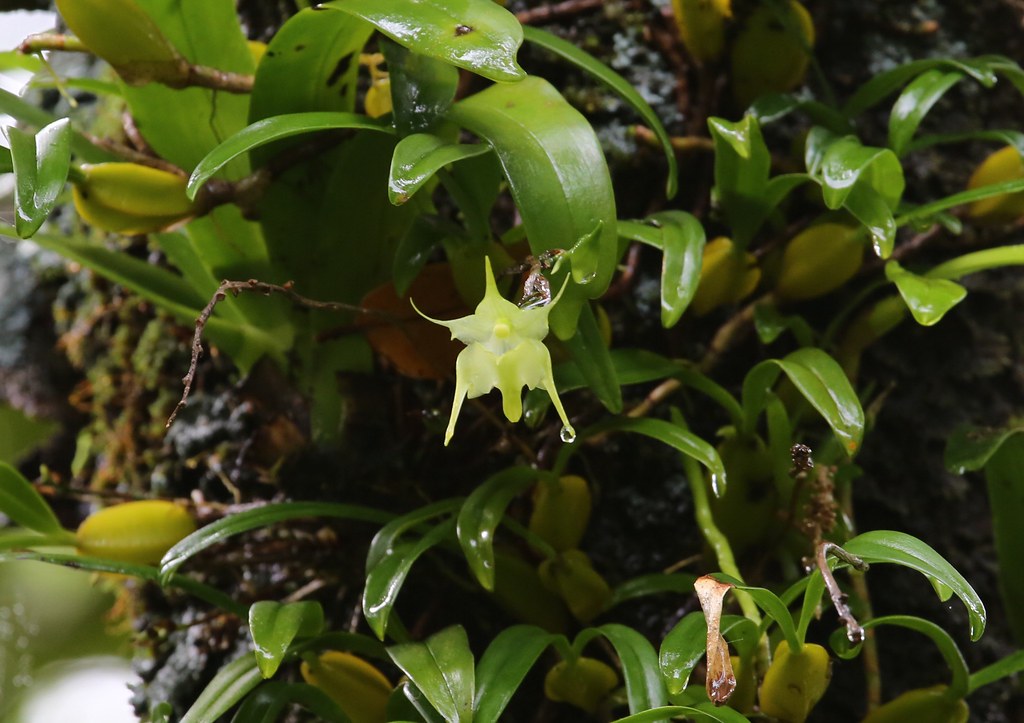 Aeranthes arachnites