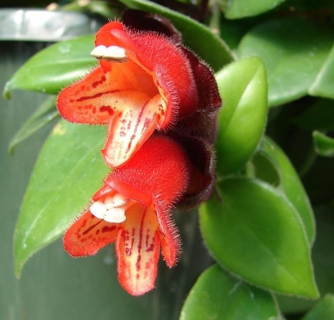 Aeschynanthus Pulcher