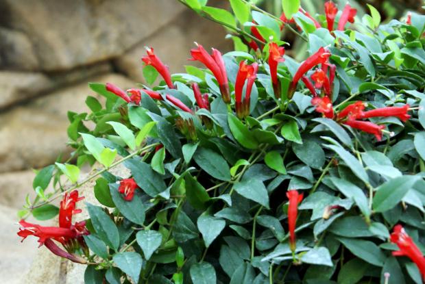 Aeschynanthus Pulcher1