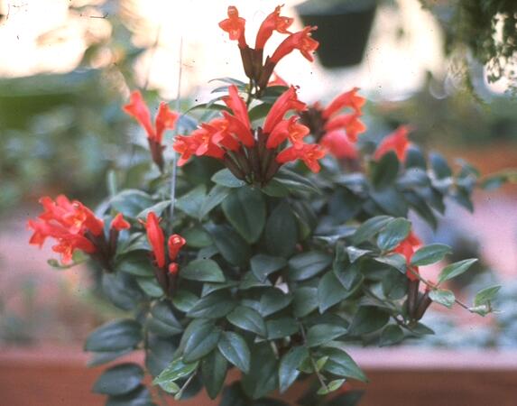 Aeschynanthus Pulcher1