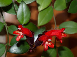 Aeschynanthus Pulcher