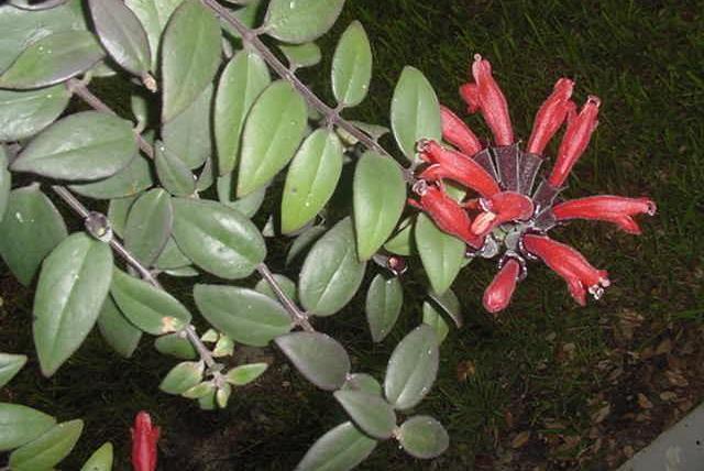 Aeschynanthus Pulcher22