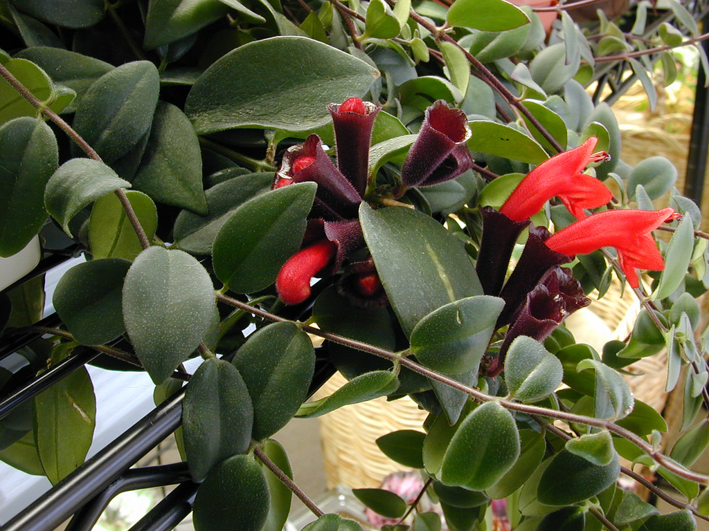 Aeschynanthus Pulcher