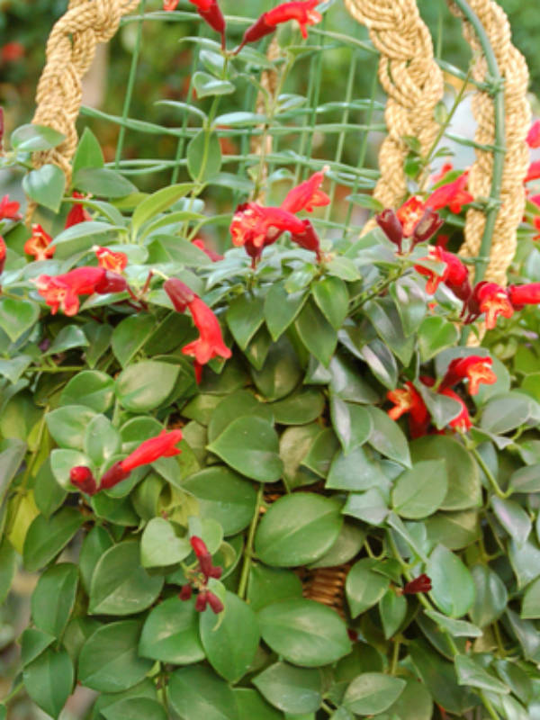 Aeschynanthus Pulcher_88