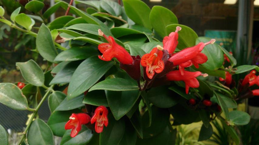 Aeschynanthus radicans