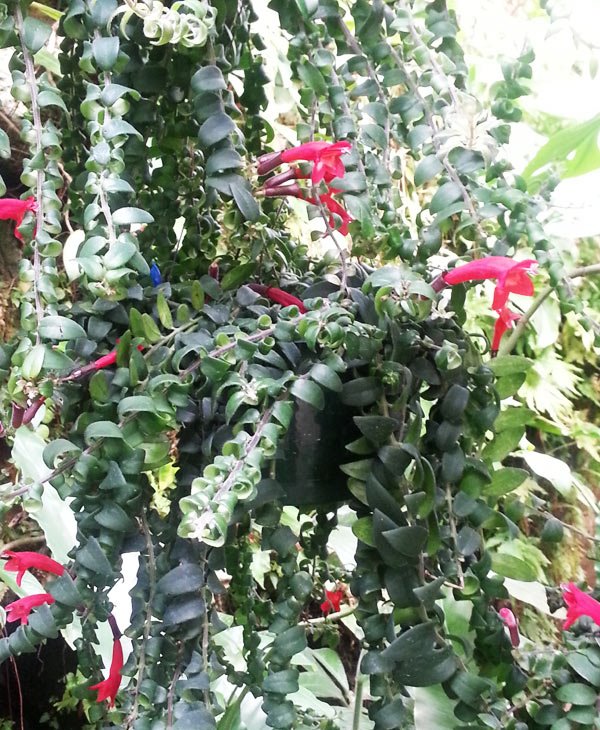 Aeschynanthus radicans 'Rasta'