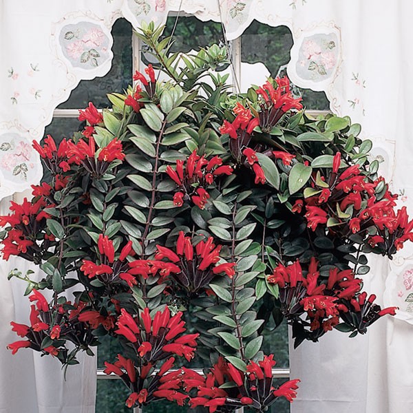 Aeschynanthus radicans _1