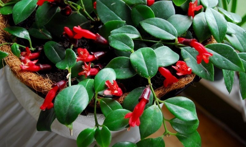 Aeschynanthus radicans