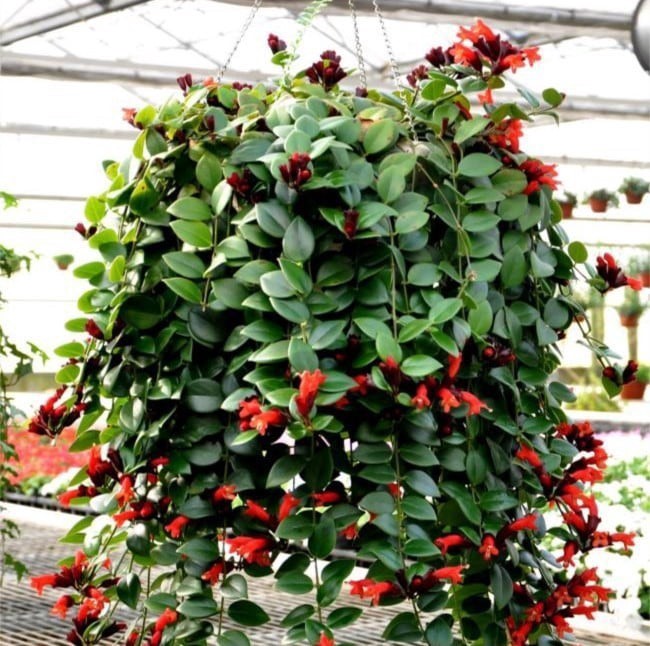 Aeschynanthus radicans