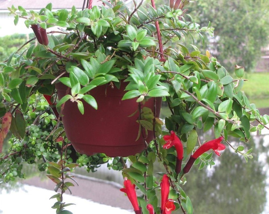 Aeschynanthus radicans_YY