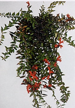 Aeschynanthus