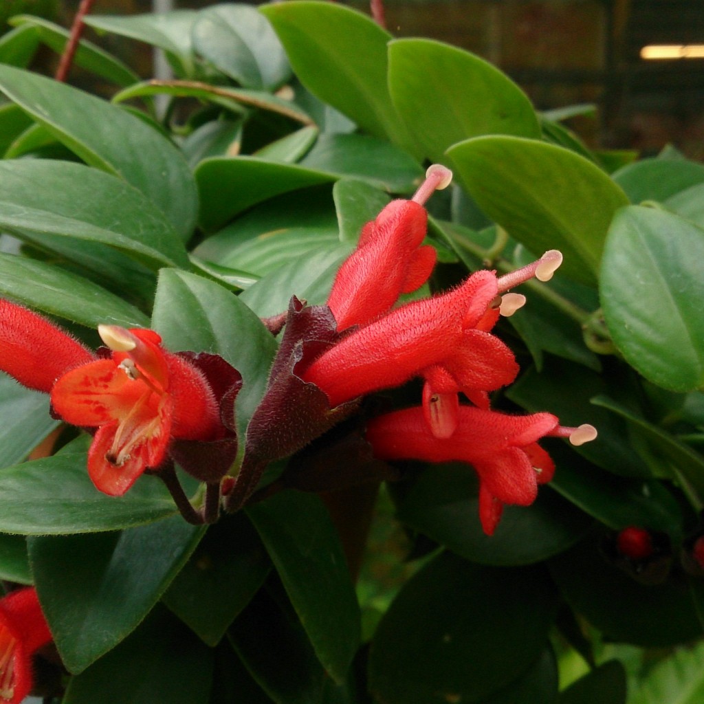 Aeschynanthus_radicans