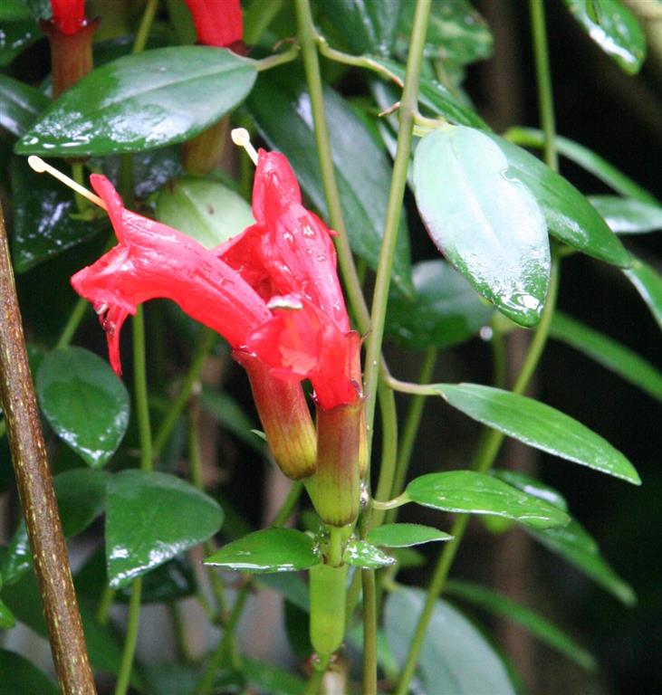 Aeschynanthus_radicans 