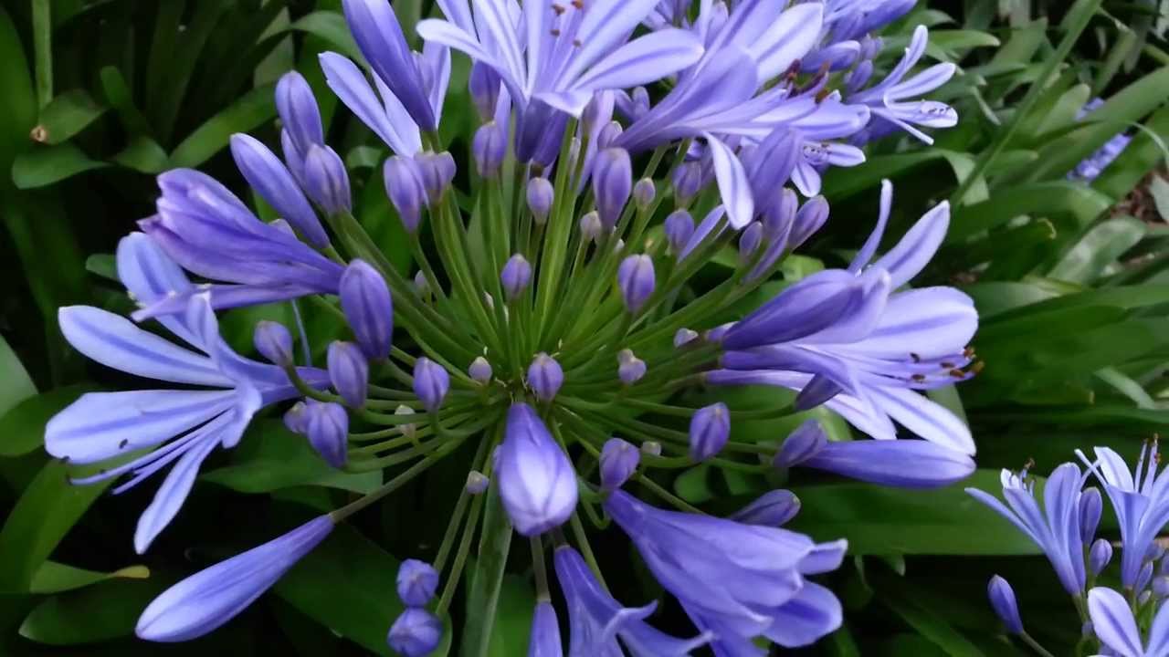 Agapanthus Africanus