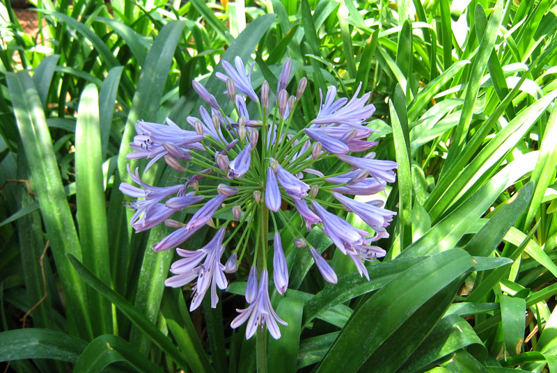 Agapanthus Africanus2