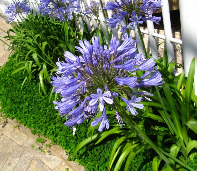 Agapanthus-africanus