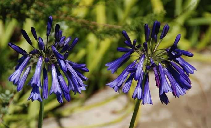 Agapanthus inapertus