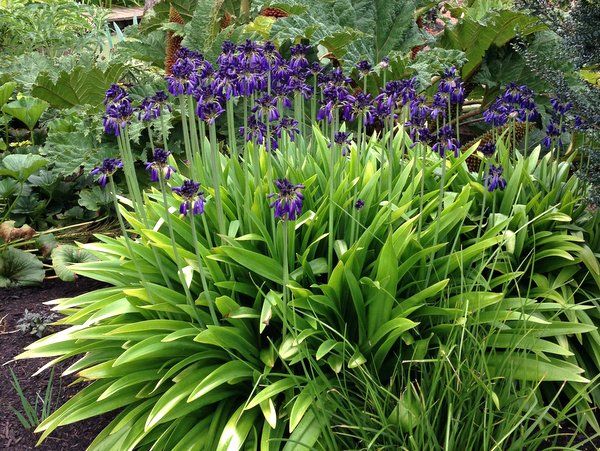 Agapanthus inapertus