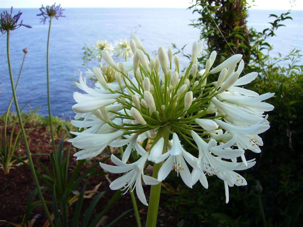 Agapanthus praecox 