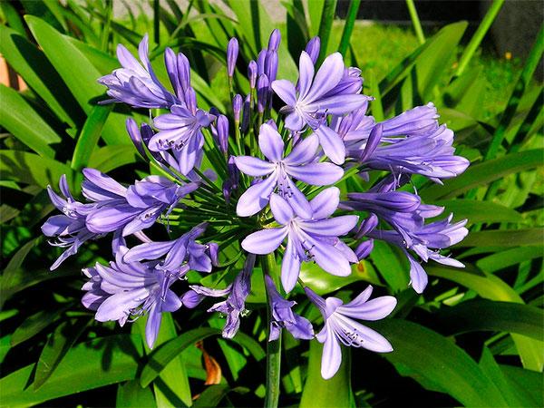 Agapanto (Agapanthus africanus)