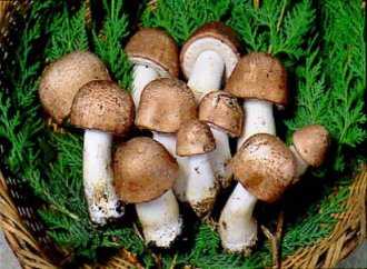 Agaricus Blazei