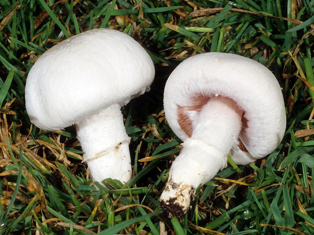 Agaricus_campestris