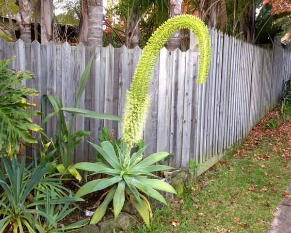 Agave-Attenuata-inflorescência