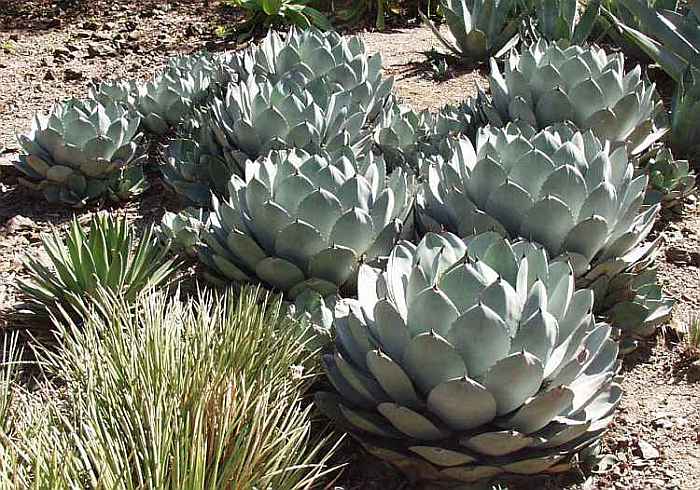 _Agave Parryi truncata