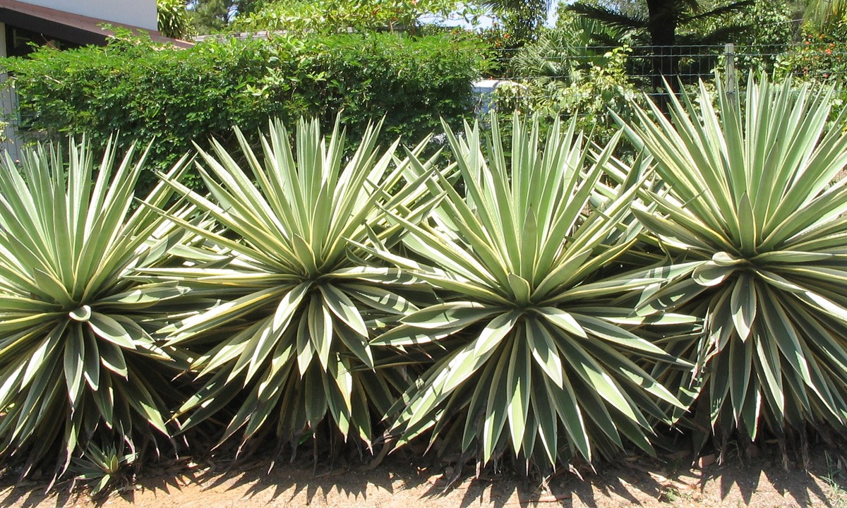 Agave-angustifolia-marginat-10