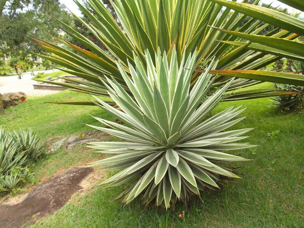 Agave angustifolia111