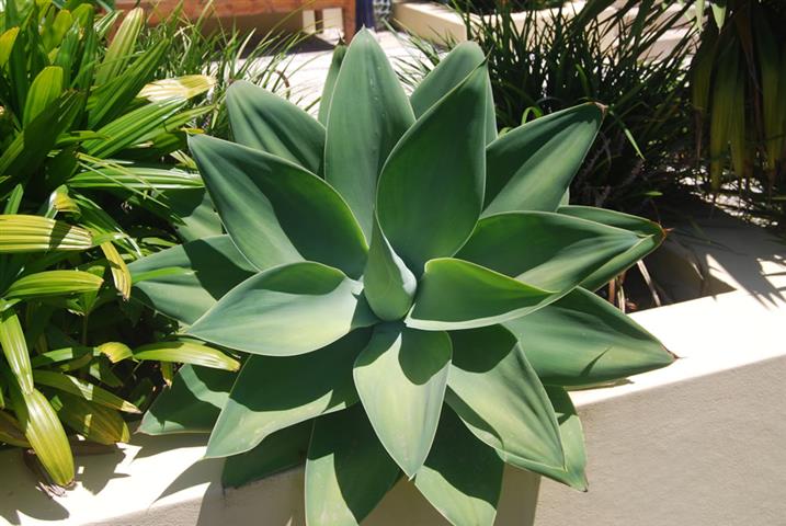 Agave-attenuata-4