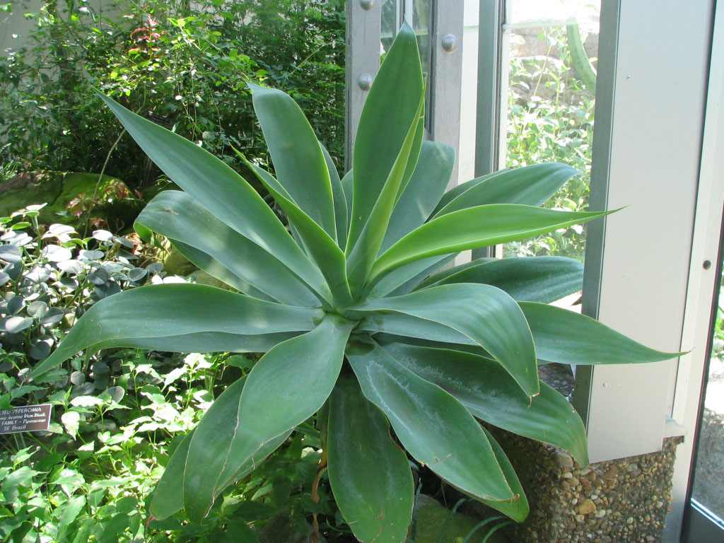 Agave_attenuata