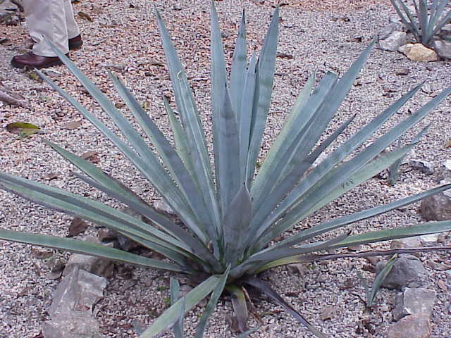 Agave_tequilana0