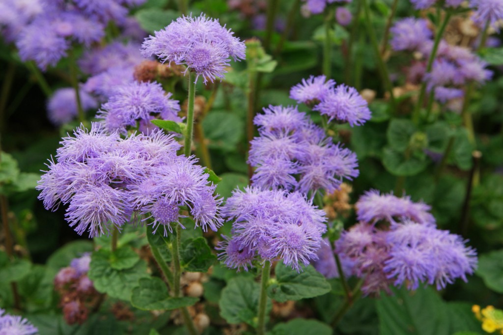 Ageratum-houstonianum