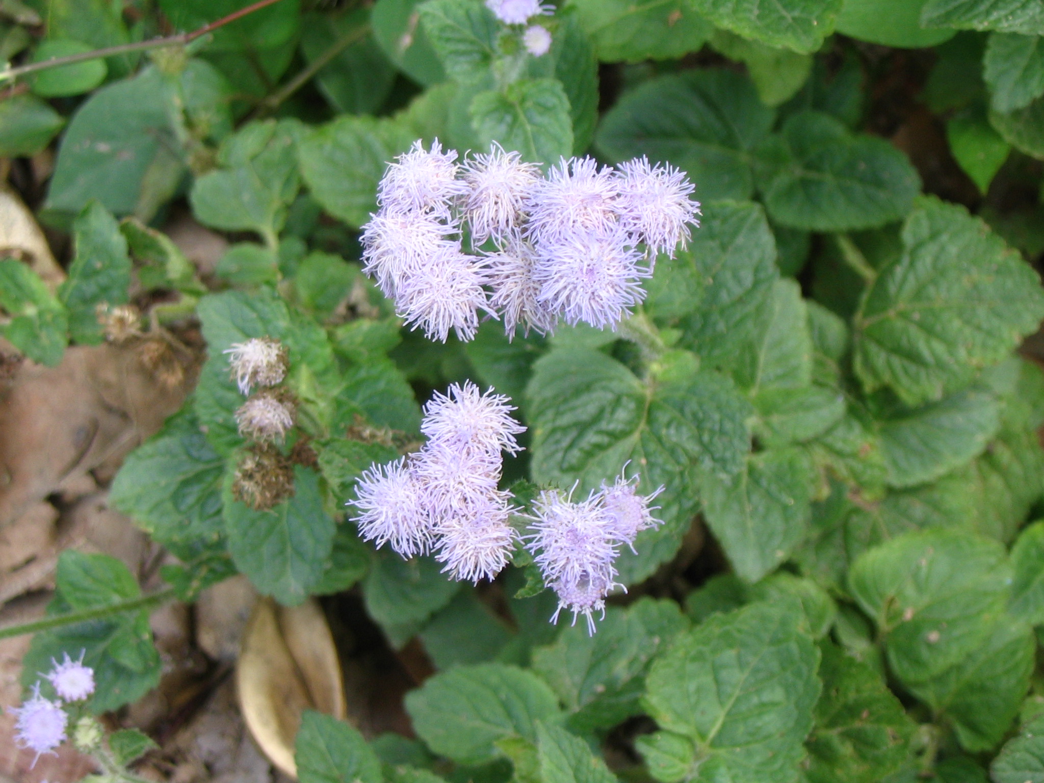 Ageratum_conyzoides_1