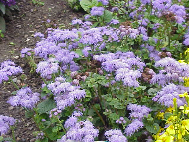 Ageratum_houstonianum0