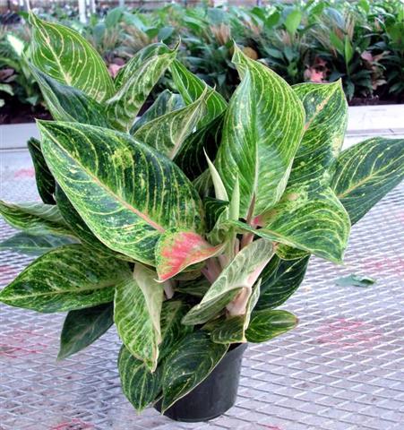 Aglaonema-